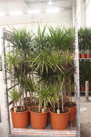 <h4>Dra Gem 120-90-6-30 4 Stekken</h4>