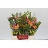 BQ Banksia Coccinea SFB