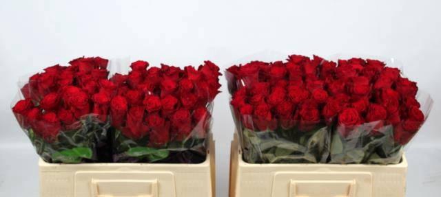 <h4>R GR RHODOS</h4>