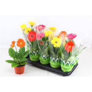 .Gerbera mix