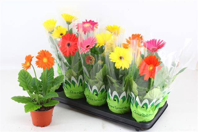 <h4>.Gerbera mix</h4>
