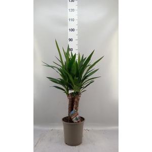 Yucca   ...