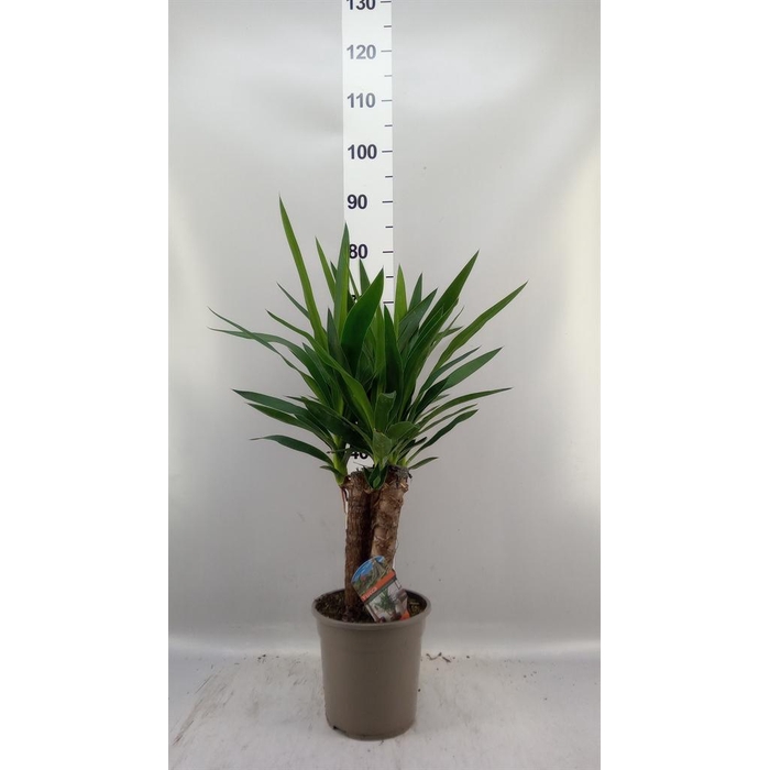 <h4>Yucca   ...</h4>