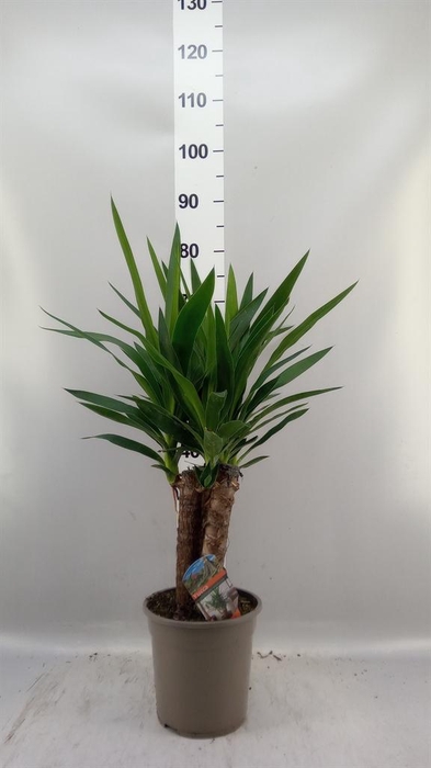 Yucca   ...