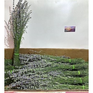 Lavandula Per Bos 80 Cm!!!!
