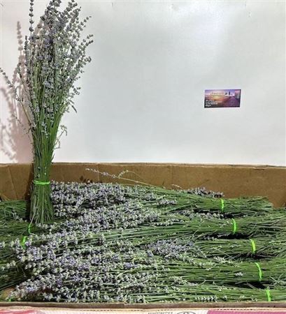 <h4>Lavandula Per Bos 80 Cm!!!!</h4>