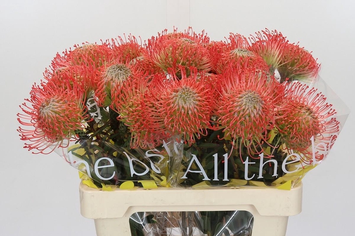 <h4>Nutans Ayoba Pink</h4>