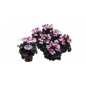 CYCL KL SUP PETTICOA