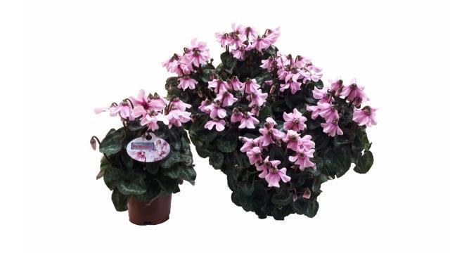 <h4>CYCL KL SUP PETTICOA</h4>