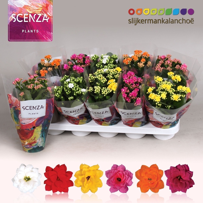 <h4>Kalanchoe Scenza - 5 Colors Mix</h4>