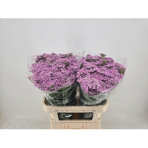 ACHIL M LILAC BEAUTY