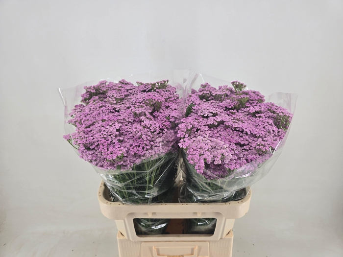 <h4>ACHIL M LILAC BEAUTY</h4>