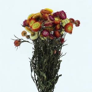 Dried Helichrysum Mix P Bunch