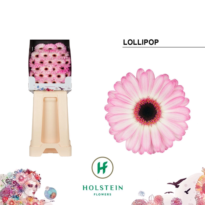 <h4>Germini Lollipop Diamond</h4>