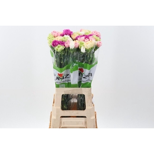 Di St Rainbow Mix Pastel