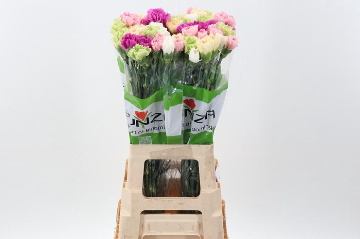 <h4>Di St Rainbow Mix Pastel</h4>