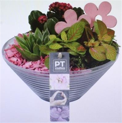 <h4>1423 Roze Glas 23</h4>