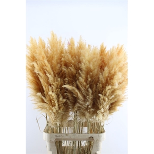 Cortaderia Super Oranje