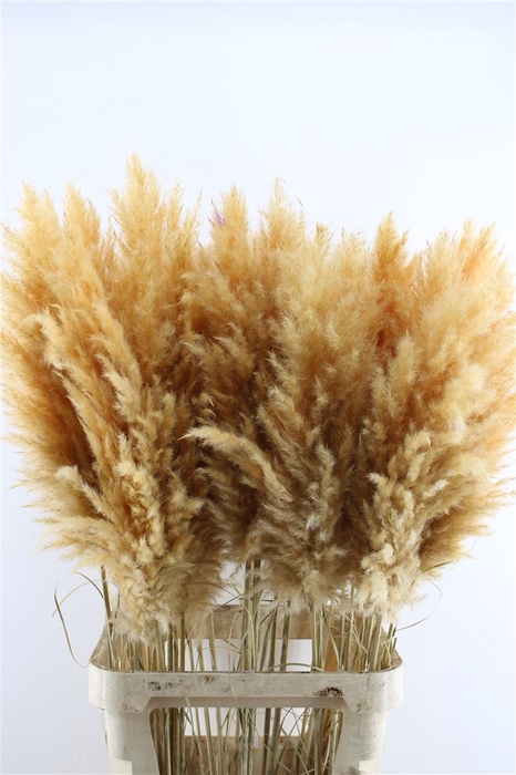 <h4>Cortaderia Super Oranje</h4>