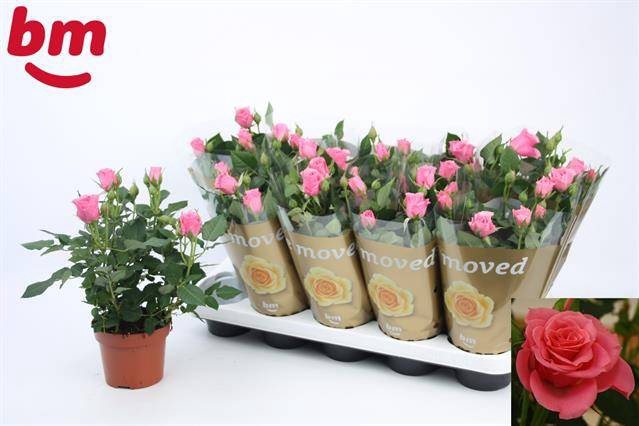 <h4>ROSA BEAU MONDE DARK PINK P12</h4>