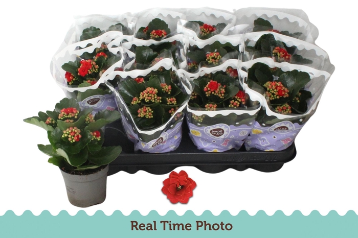 <h4>KAL GE RUBIO RED</h4>