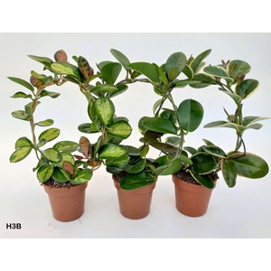 Hoya gemengd