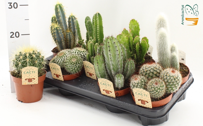 <h4>CACTUS GEM</h4>