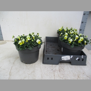 VIO CO TW YELLOW+EYE