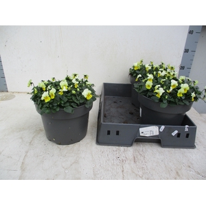 VIO CO TW YELLOW+EYE