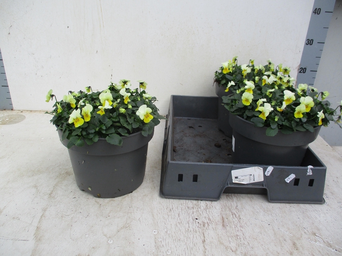 <h4>VIO CO TW YELLOW+EYE</h4>