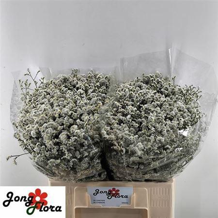 <h4>Lim Sin Mountain Diamond</h4>