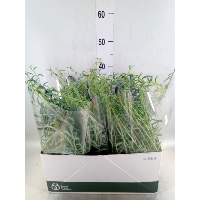 <h4>Senecio   ...</h4>