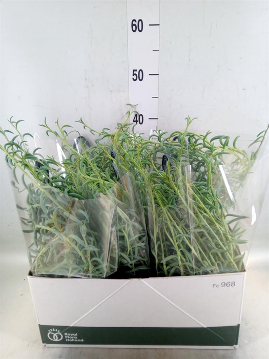 <h4>Senecio   ...</h4>