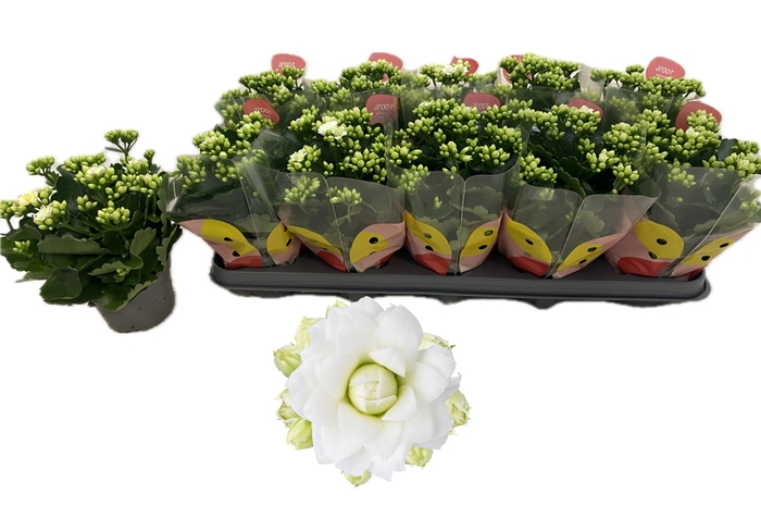 <h4>KAL GE RF GRETA</h4>