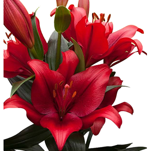 LIRIO LA POKERFACE 080 CM HT 2/3 FLS VERMELHO