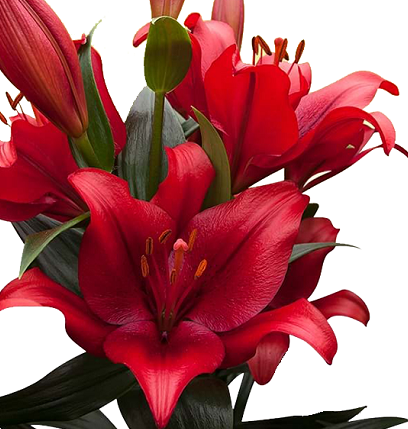 <h4>LIRIO LA POKERFACE 080 CM HT 2/3 FLS VERMELHO</h4>