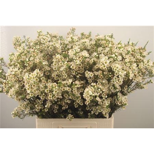 Chamelaucium Crystal Pearl White