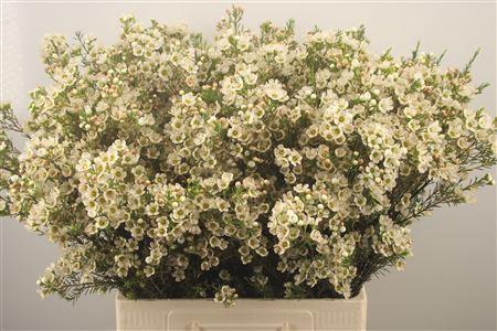 <h4>Chamelaucium Crystal Pearl White</h4>