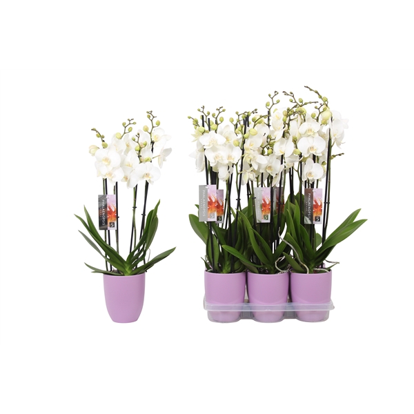 <h4>Phalaenopsis White, 4-spike Lilac Ceramics</h4>