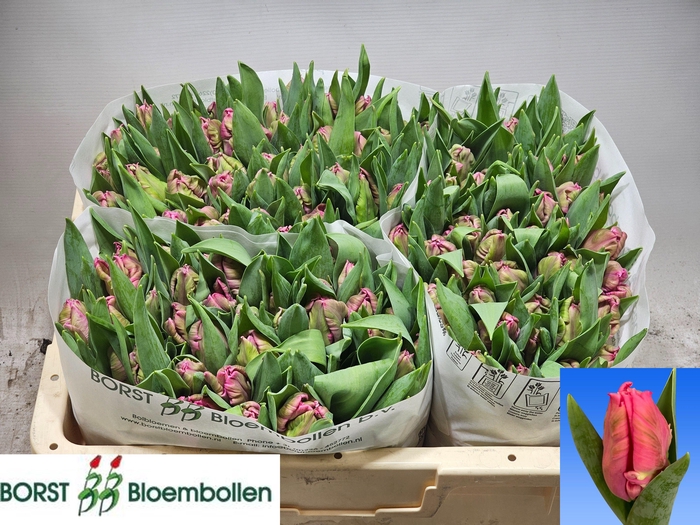 <h4>TU PA MARVEL PARROT</h4>