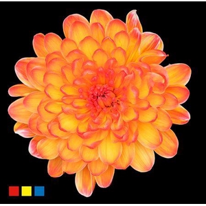 Chr T Altaj Moonshine