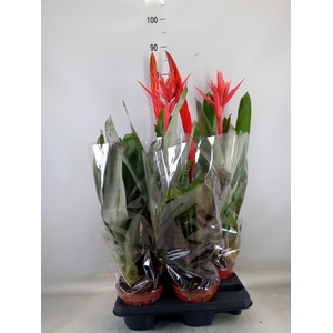 Bromelia   ...mix