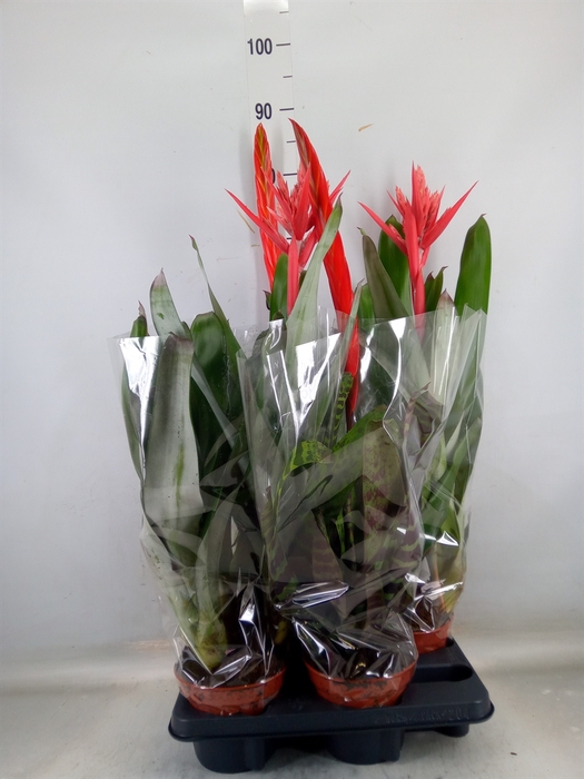 <h4>Bromelia   ...mix</h4>