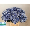 Hydrangea beau dali