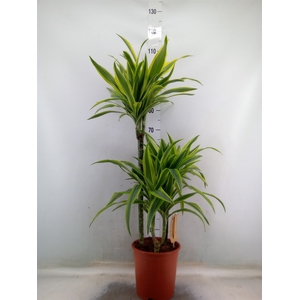 Dracaena fr de 'LemonLime'