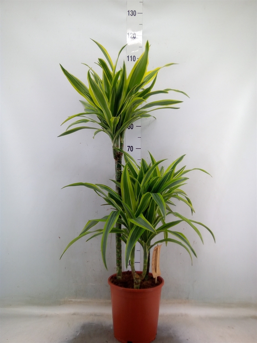 <h4>Dracaena fr de 'LemonLime'</h4>