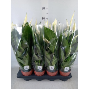 Spathiphyllum  'Pico Cupido'