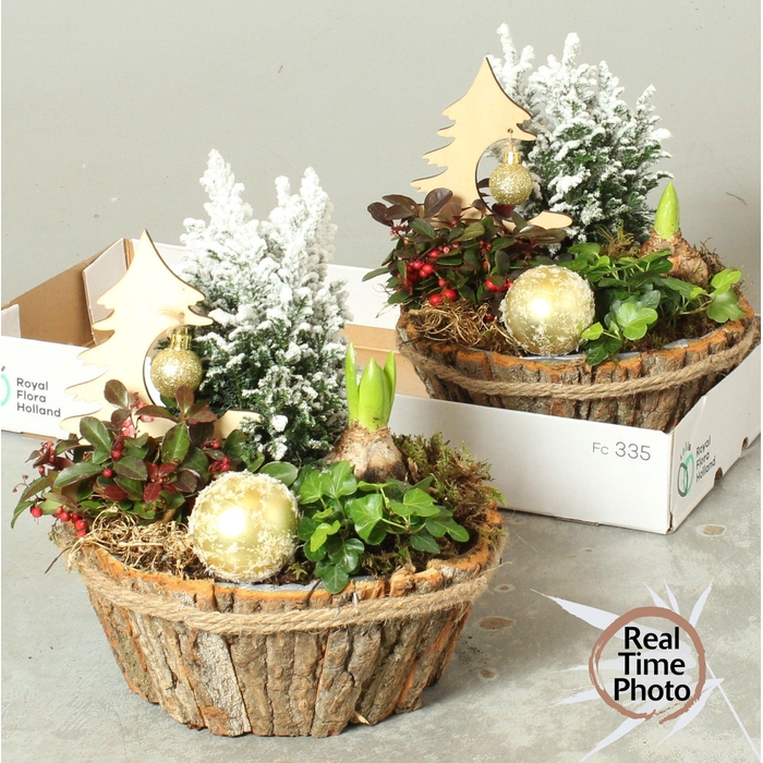 <h4>ARR TUINPLANTEN</h4>