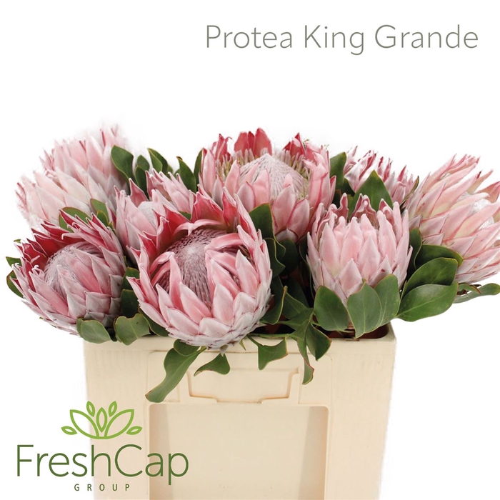 <h4>Protea Cynaroides Big</h4>