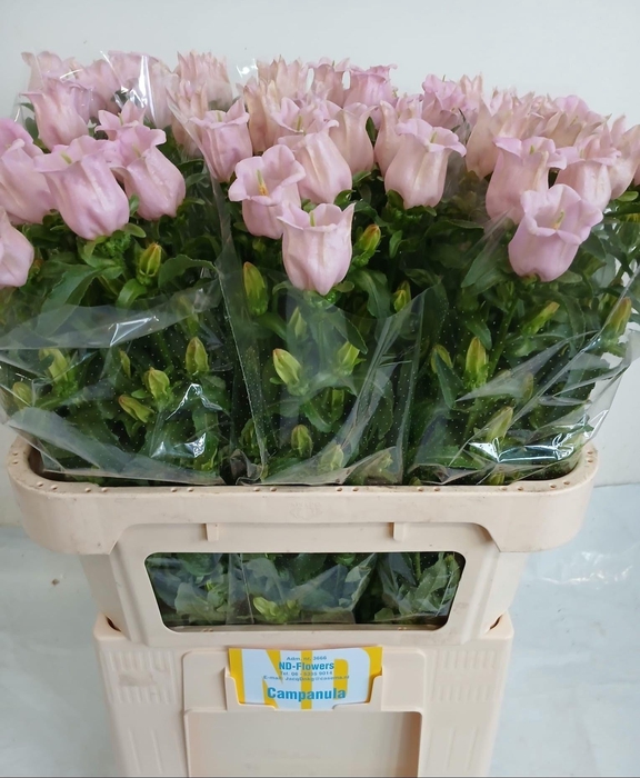 <h4>Camp M Pearl Pink</h4>